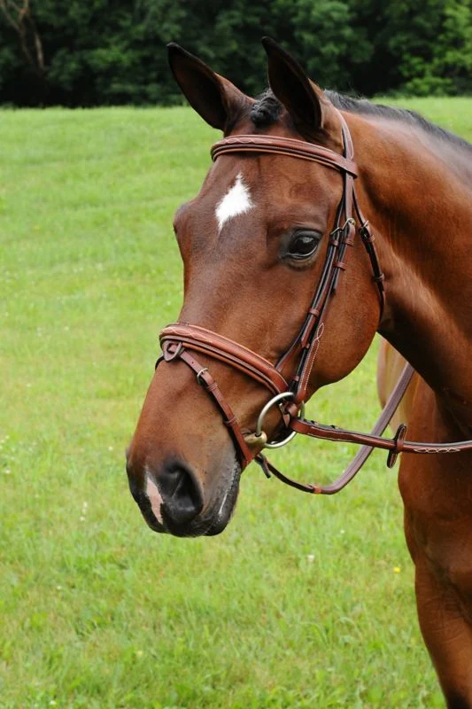 Arc de Triomphe Starman Bridle - Image 3