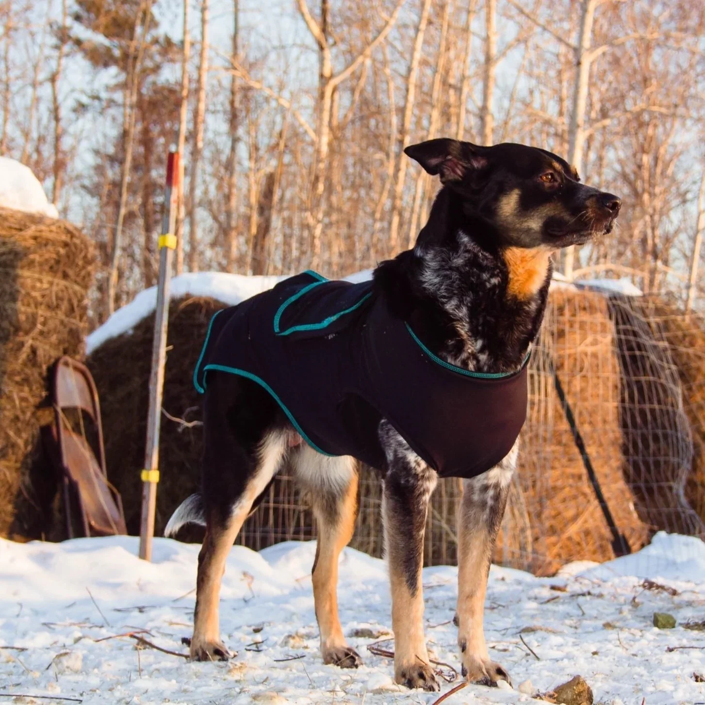 BeneFab Canine Comfort & Care Shirt - Image 4