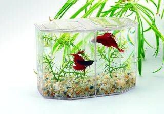 Lees Dual Betta Hex Tank - Image 2