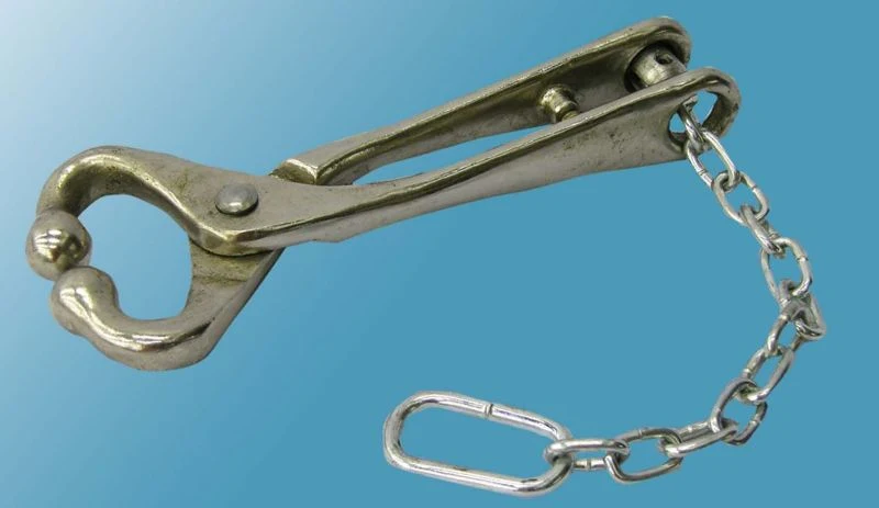 Bull Lead With Chain