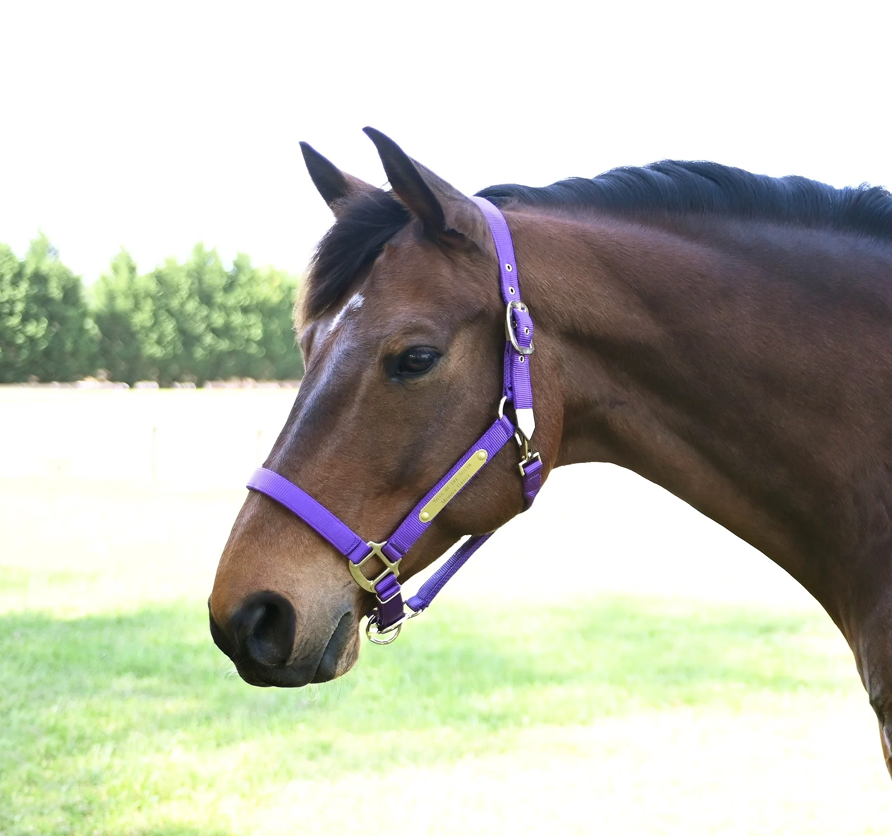 Gatsby Gold Personalized Adjustable Nylon Halter with Snap - Image 4