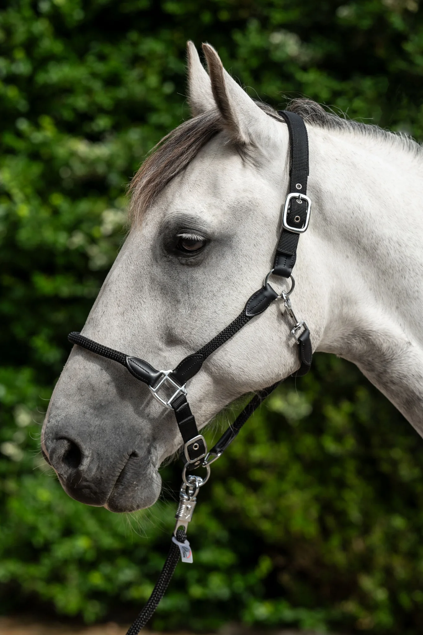 HKM Carlotta Head Collar - Image 3