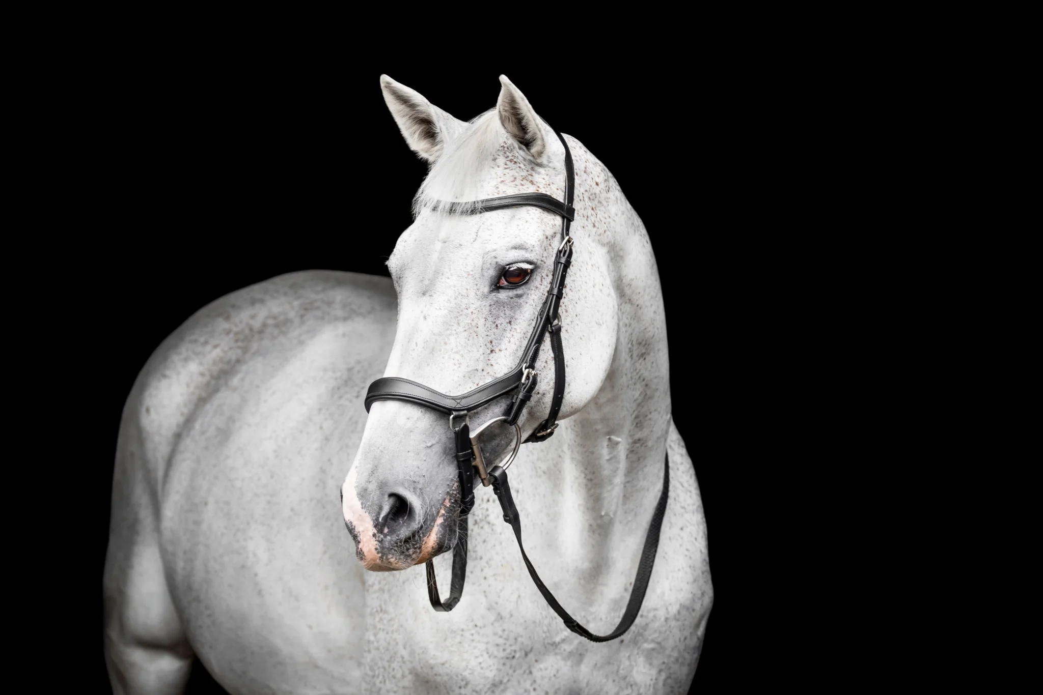 Horseware Micklem Deluxe Competition - Image 3