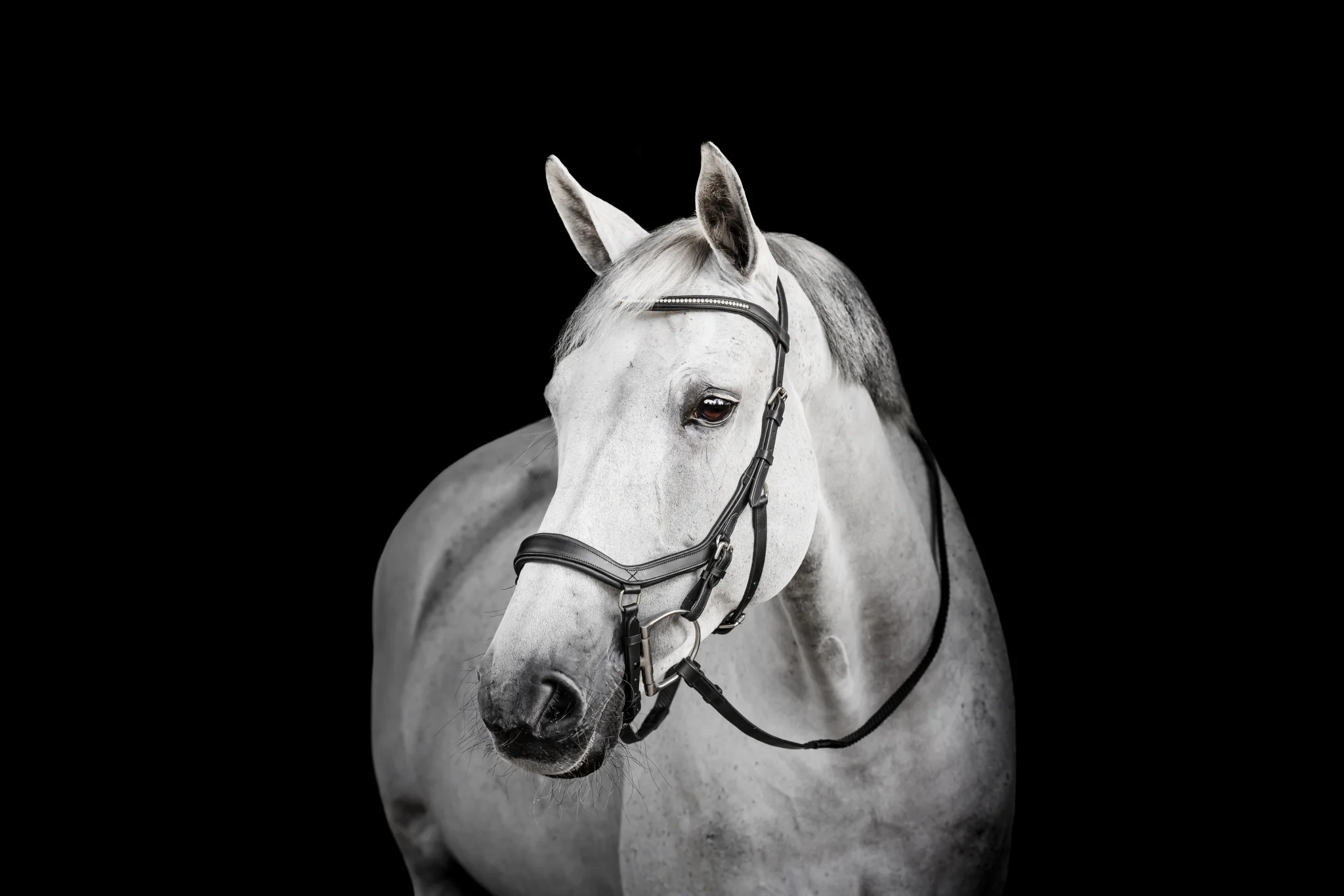 Horseware Micklem Diamante Competition - Image 5