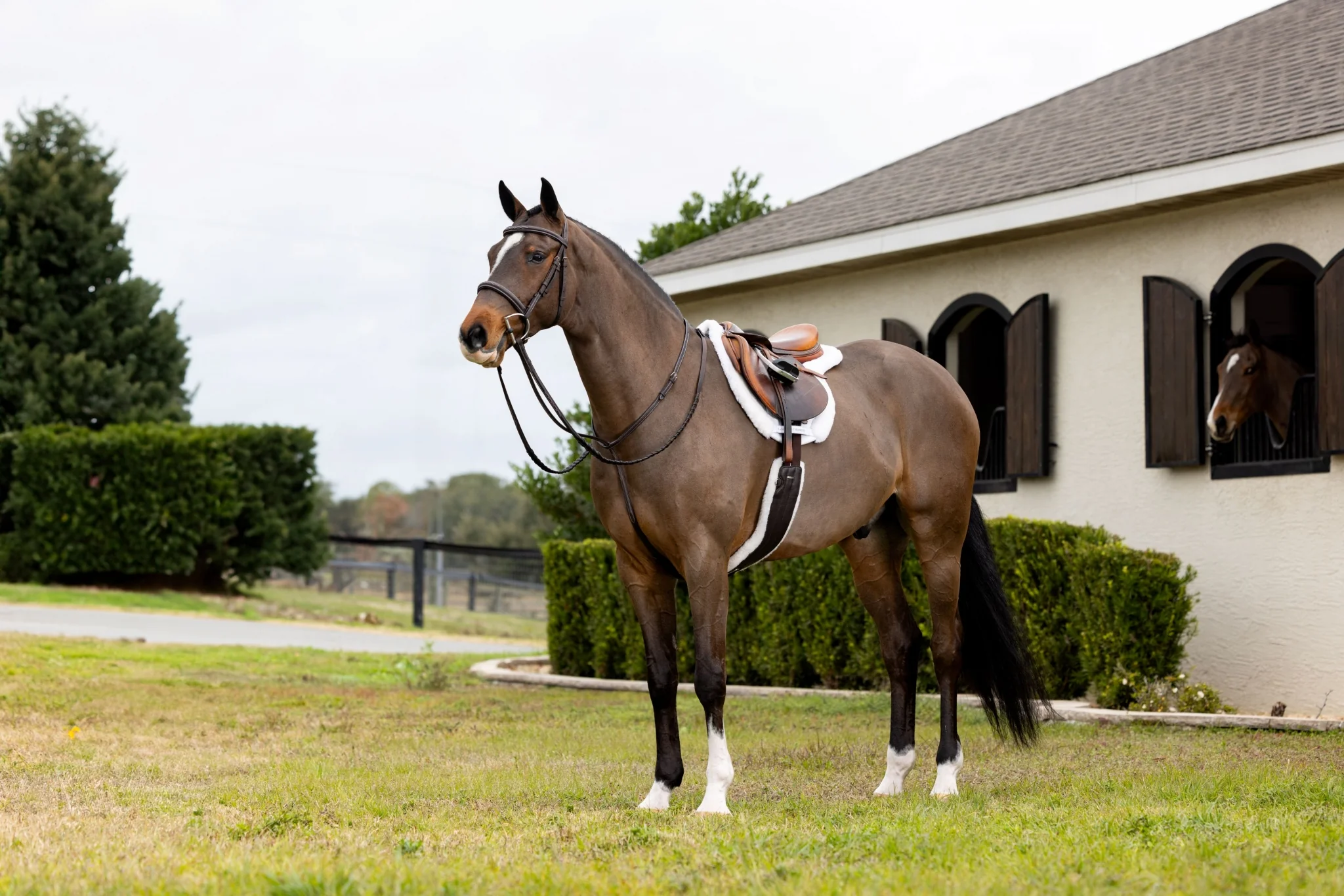 Lemieux Merino+ Hunter Saddle Pad - Image 2