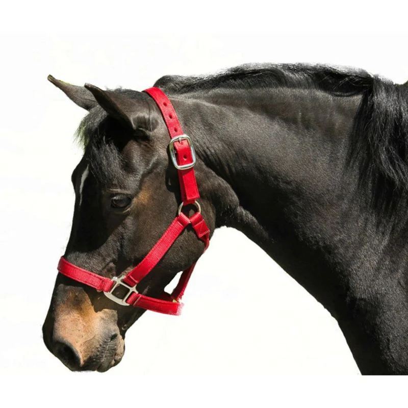 Nylon Halter Cob Navy - Image 8