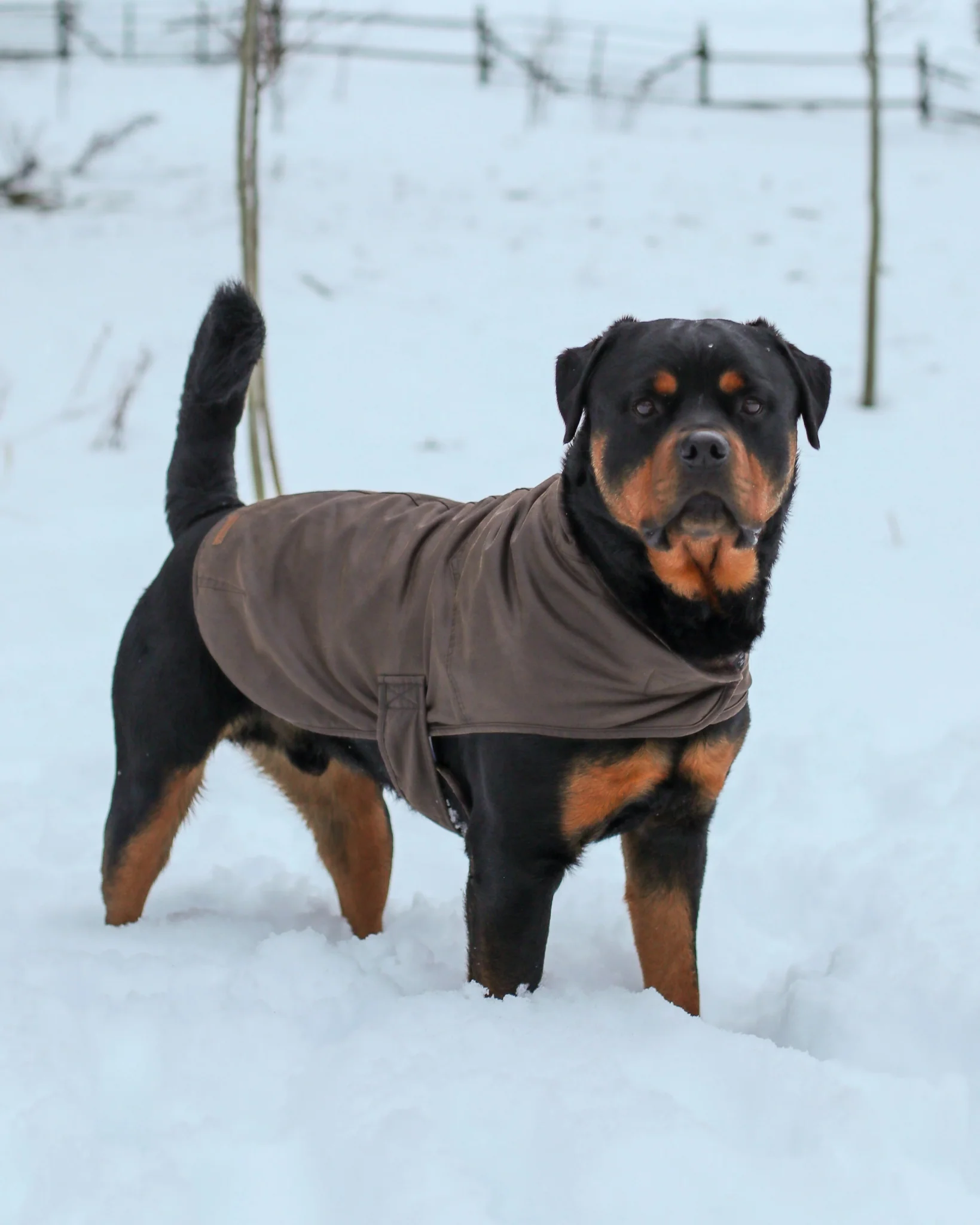 Outback Trading Marty Dog Coat - Image 4