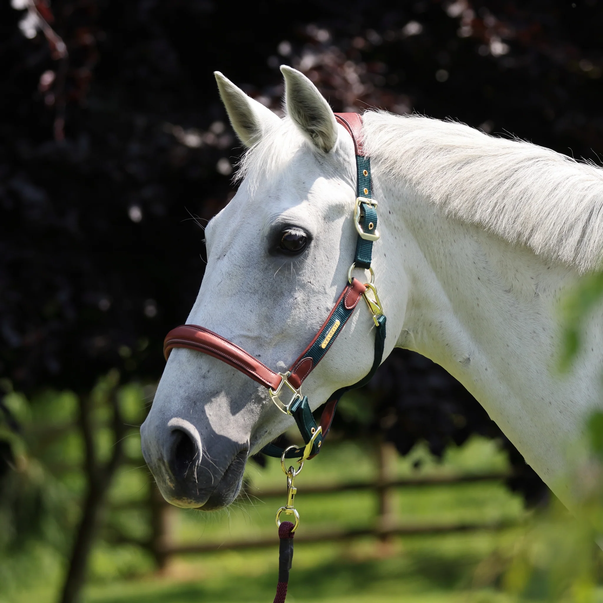 Shires Velociti Lusso Padded Leather Halter - Image 5