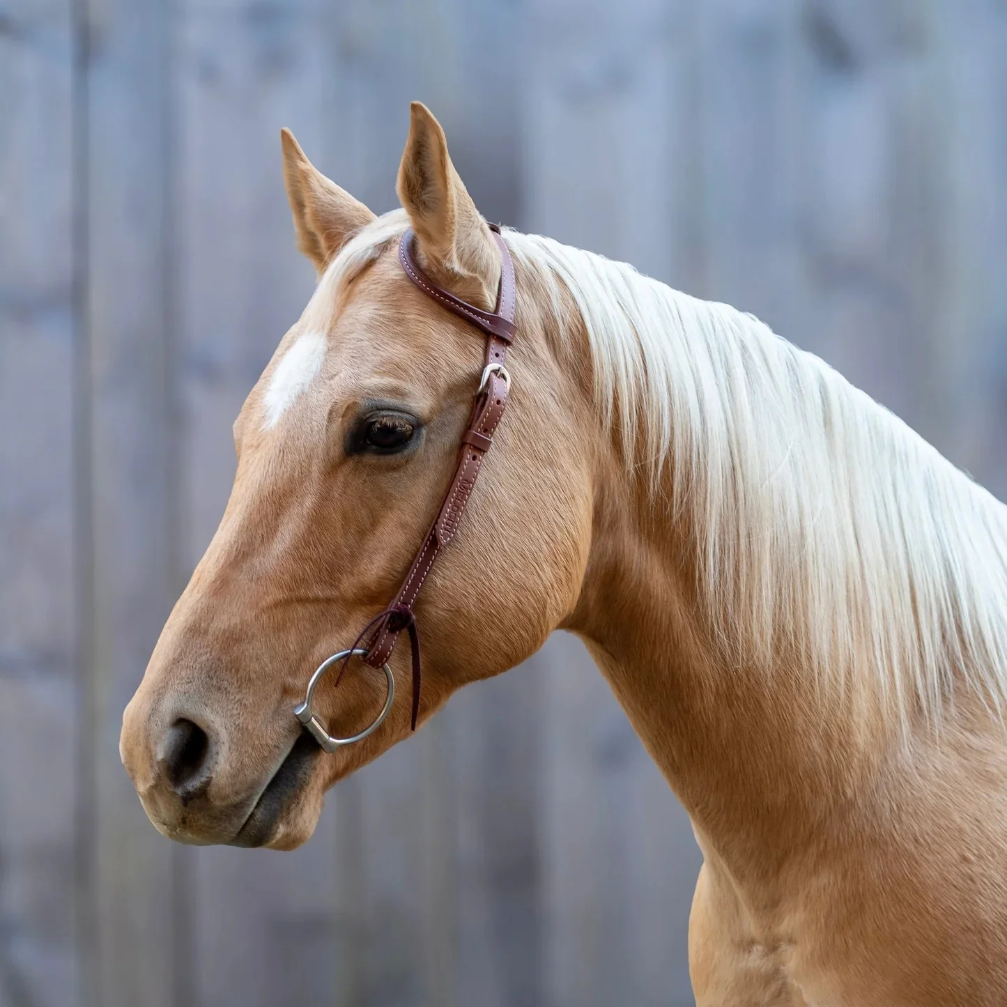 Shires Velociti One Ear Headstall with Rawhide Knotting - Image 2