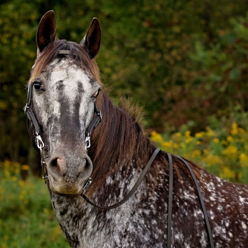 Tory TPP Quick Change Browband Headstall - Image 2