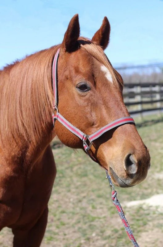 TuffRider Nylon Breakaway Halter & Lead Set - Image 5