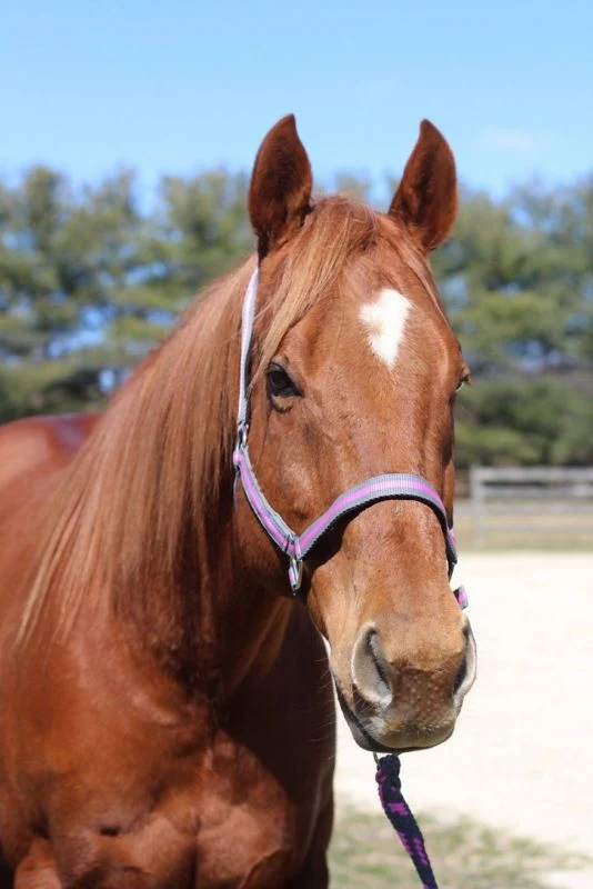 TuffRider Nylon Breakaway Halter & Lead Set - Image 7