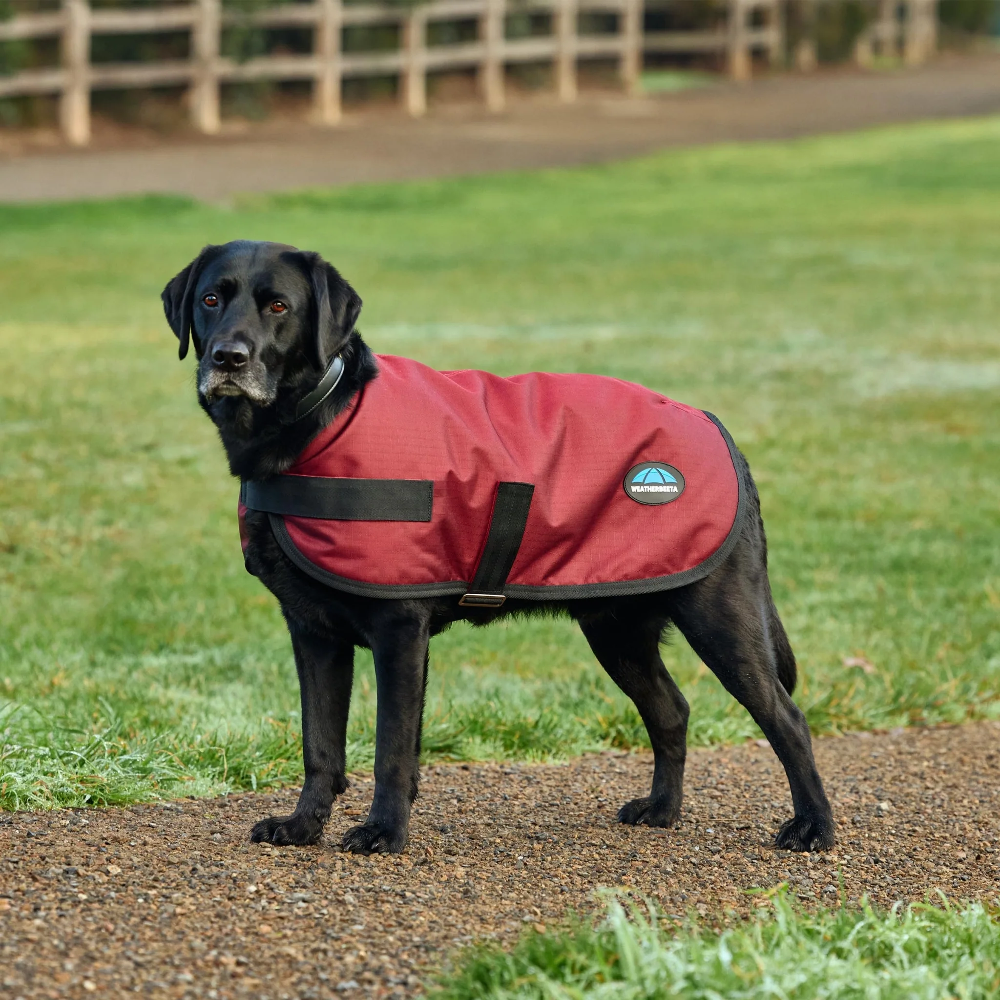 Weatherbeeta ComFiTec Classic Waterproof Dog Coat - Image 4