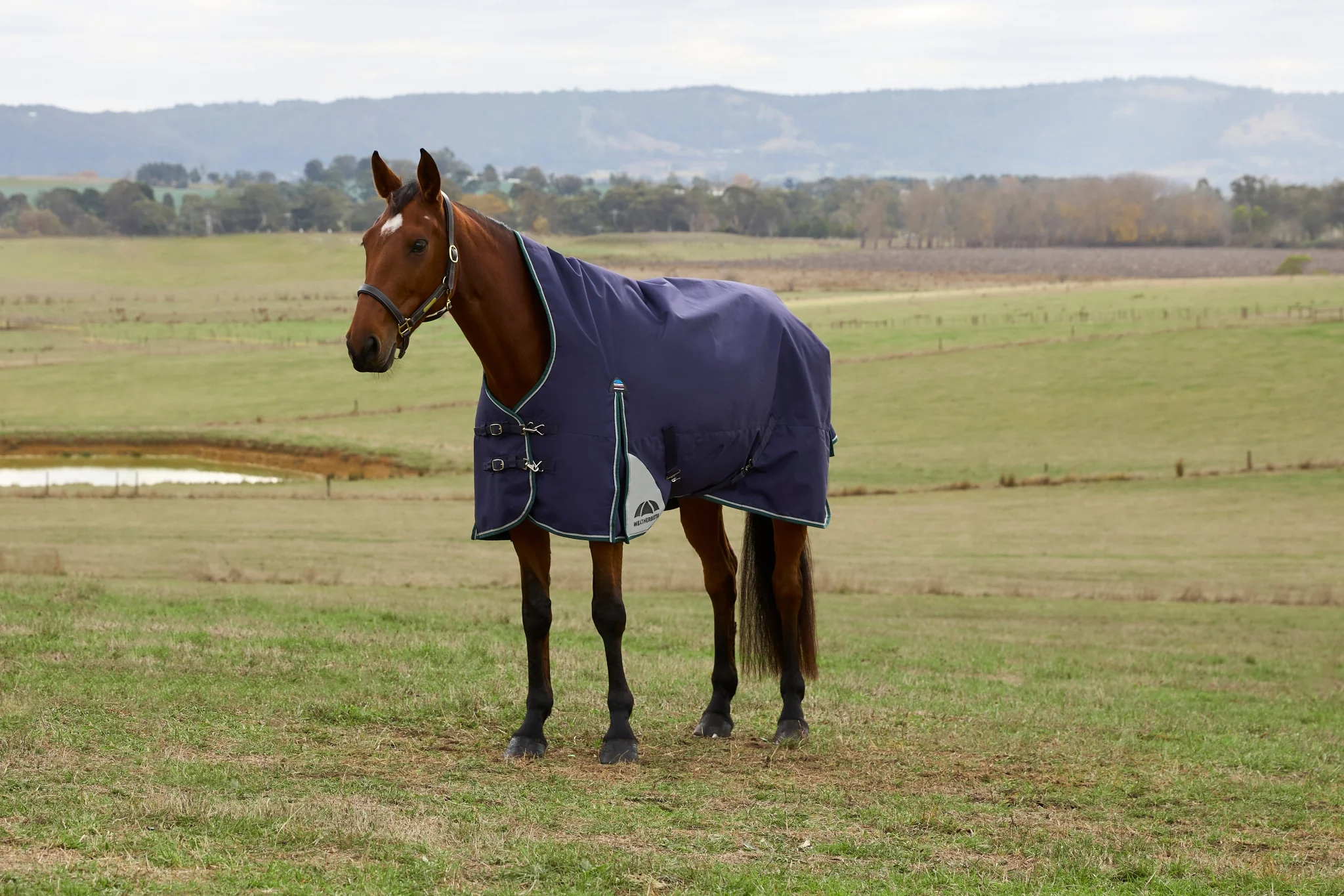 Weatherbeeta ComFiTec Plus Dynamic Turnout High Neck 220g - Image 6