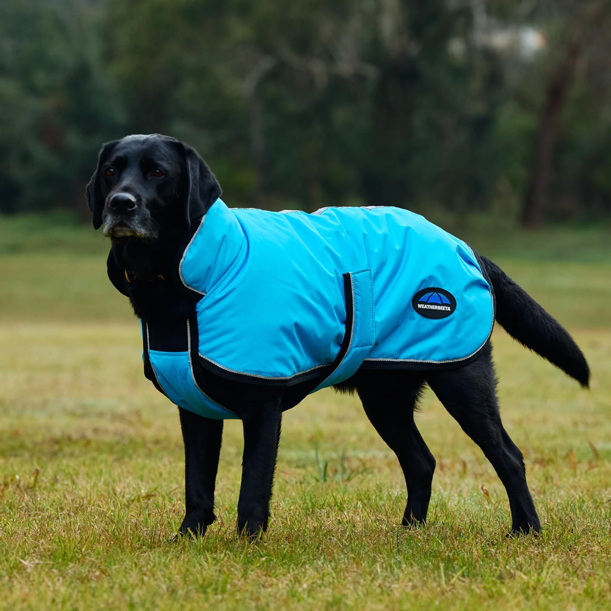 Weatherbeeta ComFiTec Reflective 300D Deluxe Showerproof Dog - Image 5